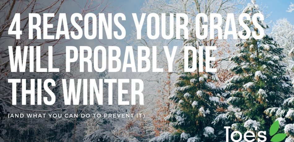 4 reasons your grass will probably die this winter