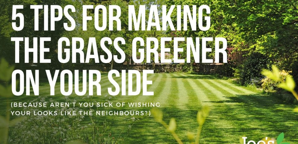 5 tips for making grass greener