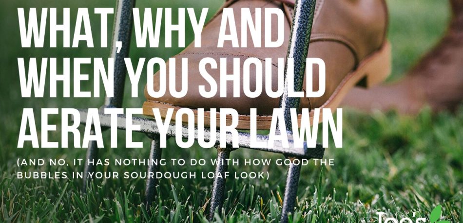 what why and when you should aerate you lawn