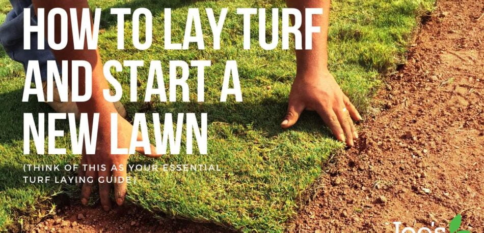 starting a new lawn