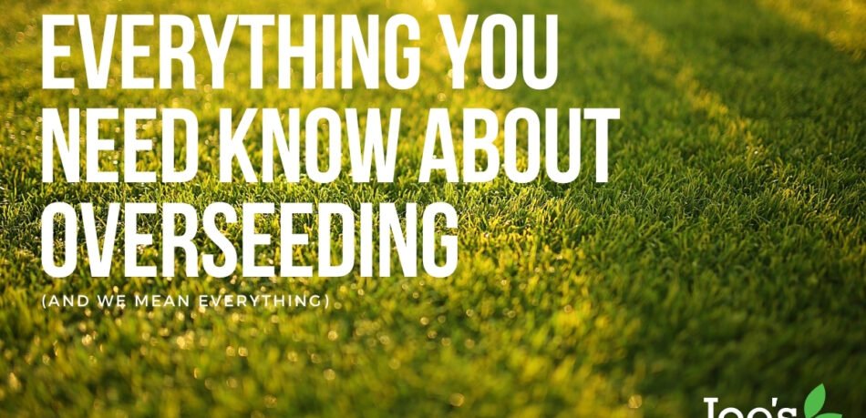 Everything you need to know about overseeding