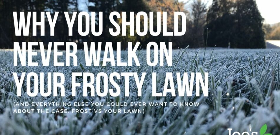 Why You Should Never Walk On Your Frosty Lawn