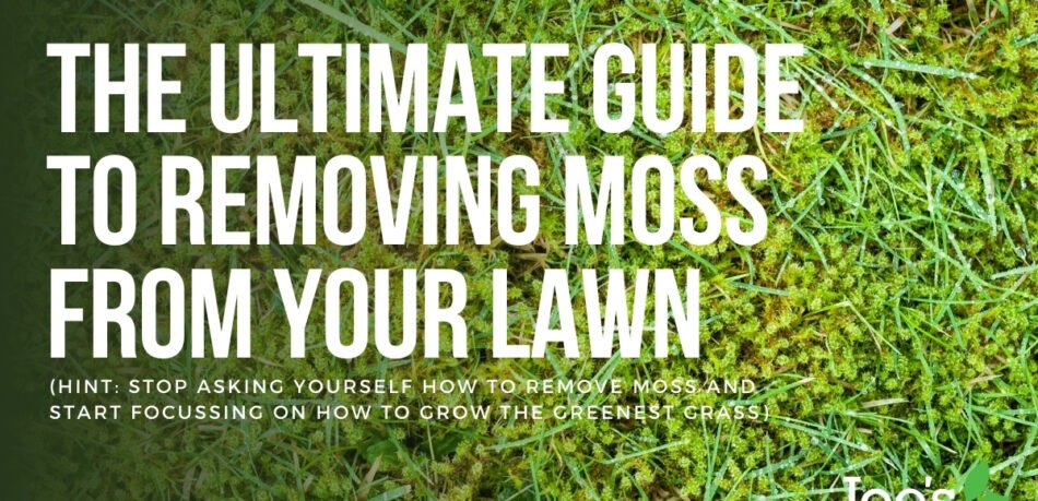 The ultimate guide to removing moss from your lawn