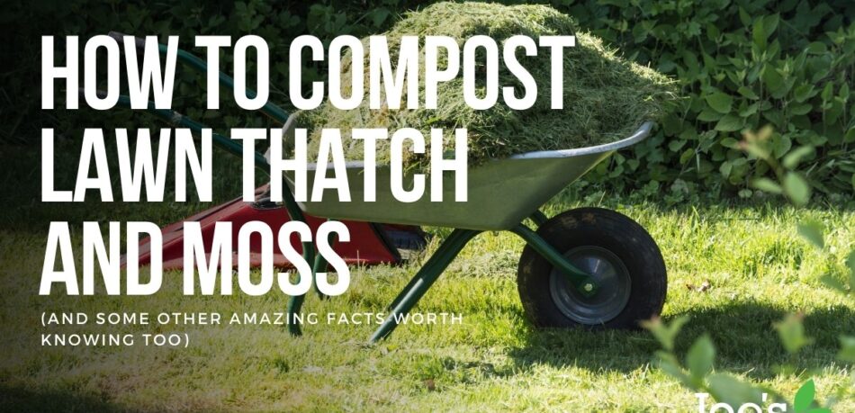 How to compost lawn thatch and moss