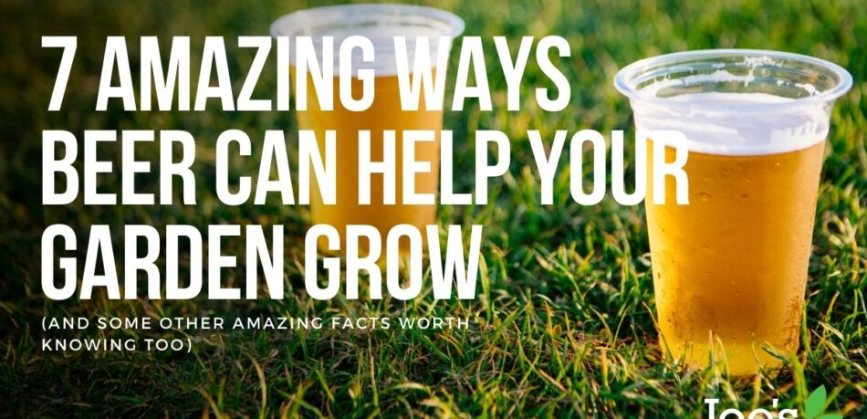 & amazing ways beer can help your garden grow