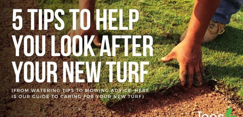 5 Tips To Help You Look After Your New turf