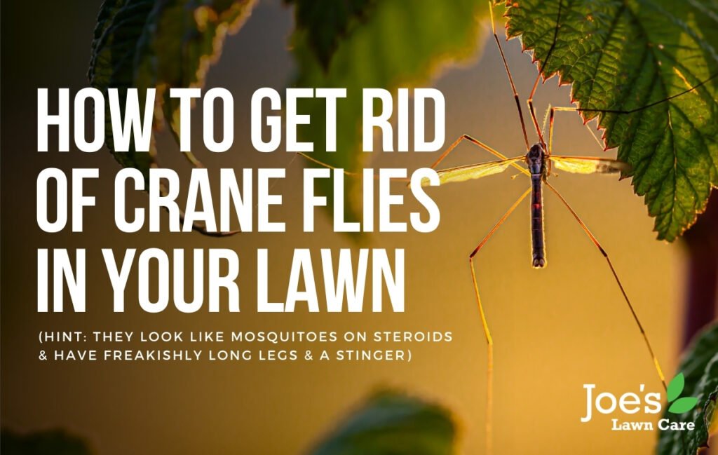 How To Get Rid Of Crane Flies In House Naturally