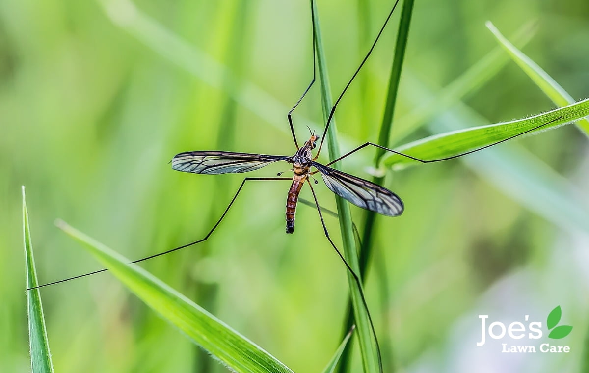 How To Get Rid Of Crane Flies In Your Lawn - Joe's Lawn Care