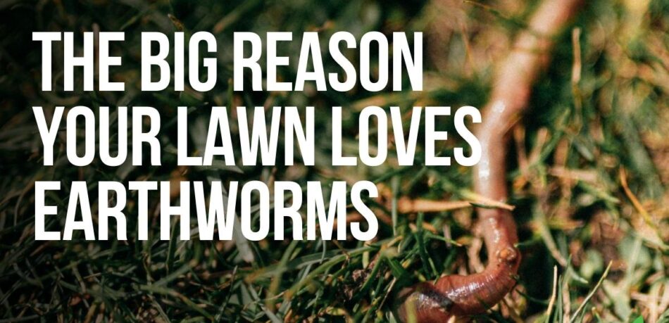 The Big Reason Your Lawn Loves Earthworm