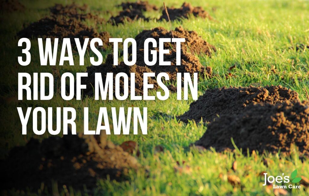 3 Ways To Get Rid of Moles in Your Lawn - Joe's Lawn Care