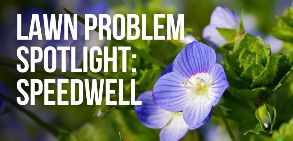 Lawn Problem Spotlight Speedwell