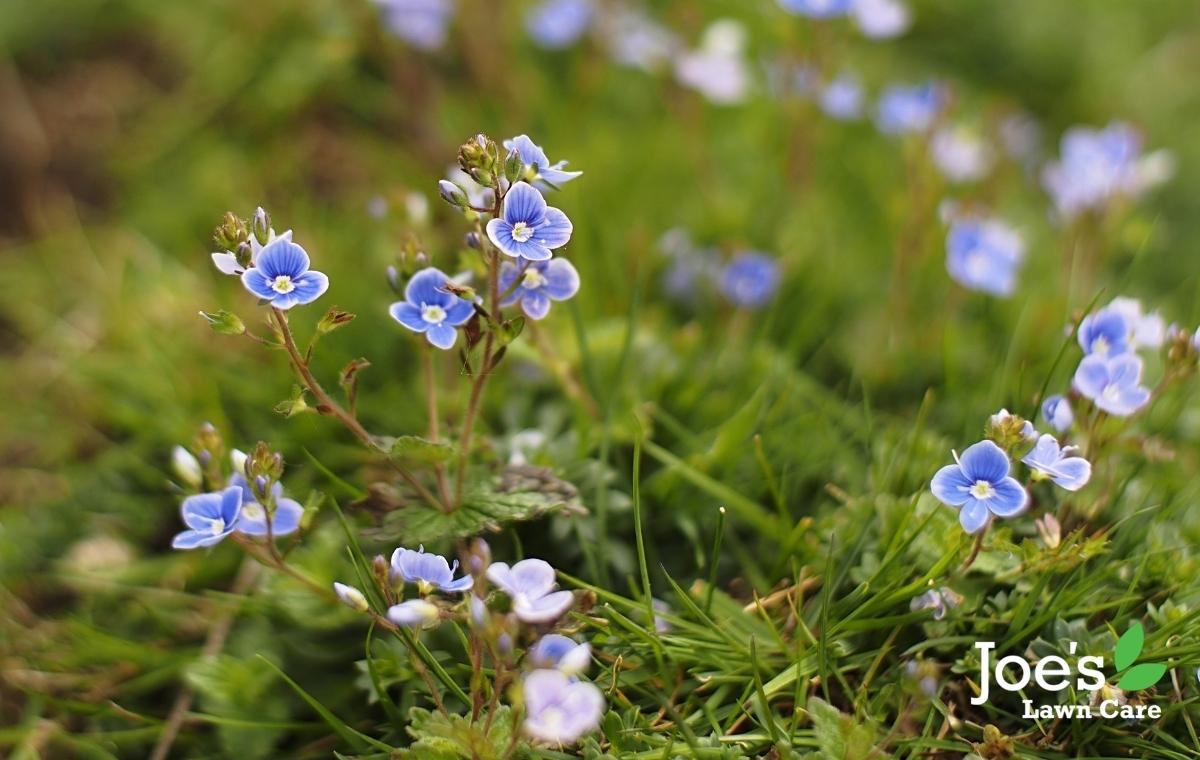 Lawn Problem Spotlight: Speedwell - Joe's Lawn Care