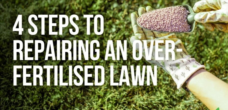 4 Steps To Repairing an Over-Fertilised Lawn