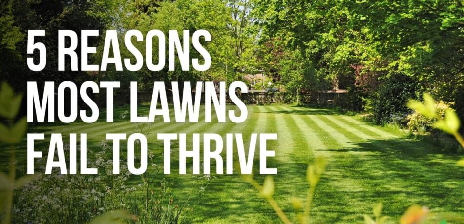 5 Reasons Most Lawns Fail To Thrive