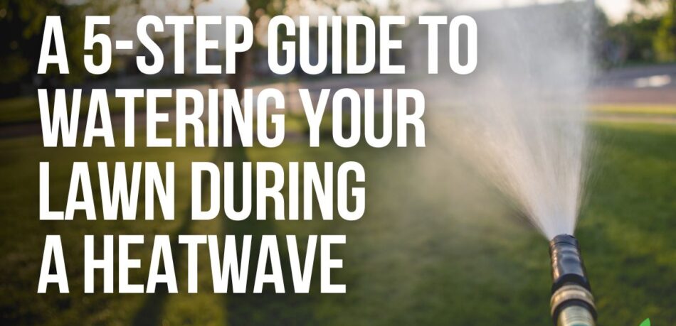 5-Step Guide To Watering Your Lawn During A Heatwave