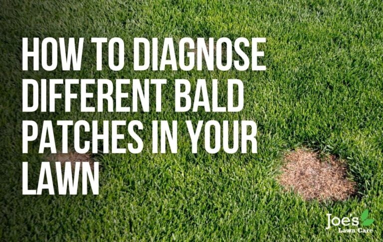 how-to-diagnose-different-bald-patches-in-your-lawn-joe-s-lawn-care