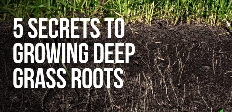 5 secrets to growing deep grass roots