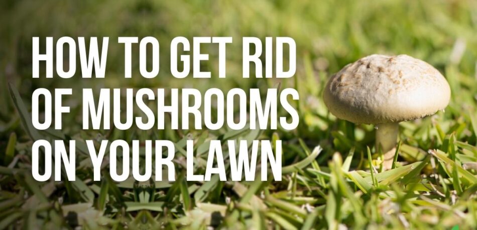 how to get rid of mushrooms in your lawn - joes lawn care