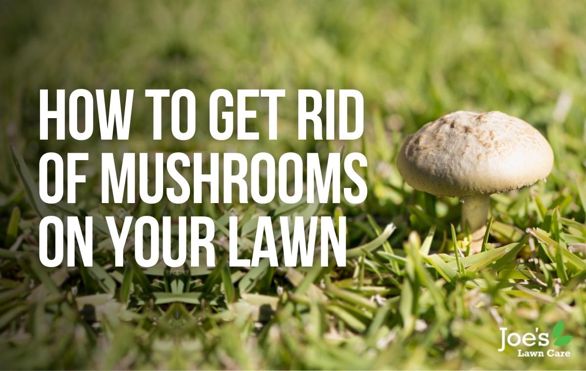 Lawn mushroom deals killer