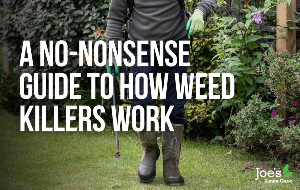 A NoNonsense Guide To How Weed Killers Work Joe's Lawn Care