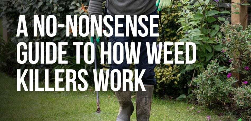 A No-Nonsense Guide To How Weed Killers Work