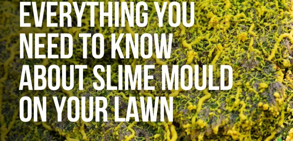 Slime Mould On Your Lawn