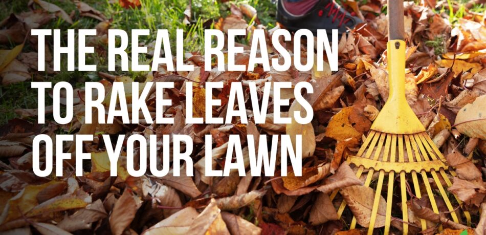 Real-reason-to-rake-leaves-off-your-lawn-joeslawncare