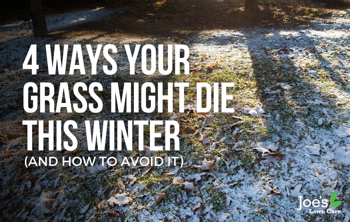 4_ways_your_grass_might_die_this_winter