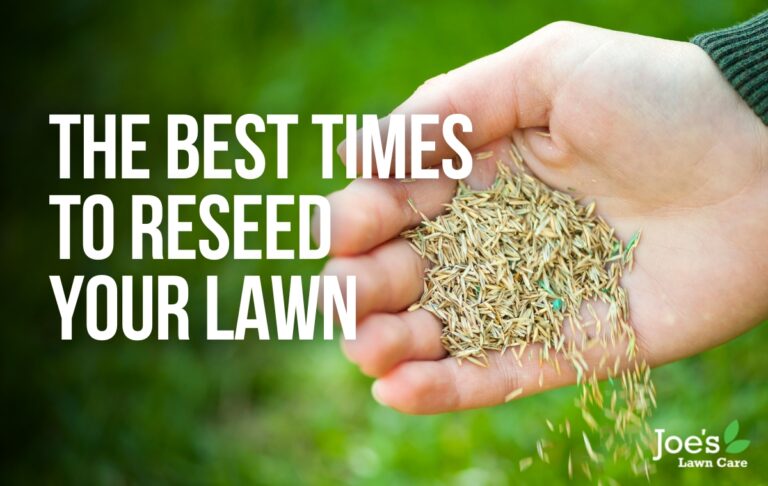 The Best Times To Reseed Your Lawn Joes Lawn Care