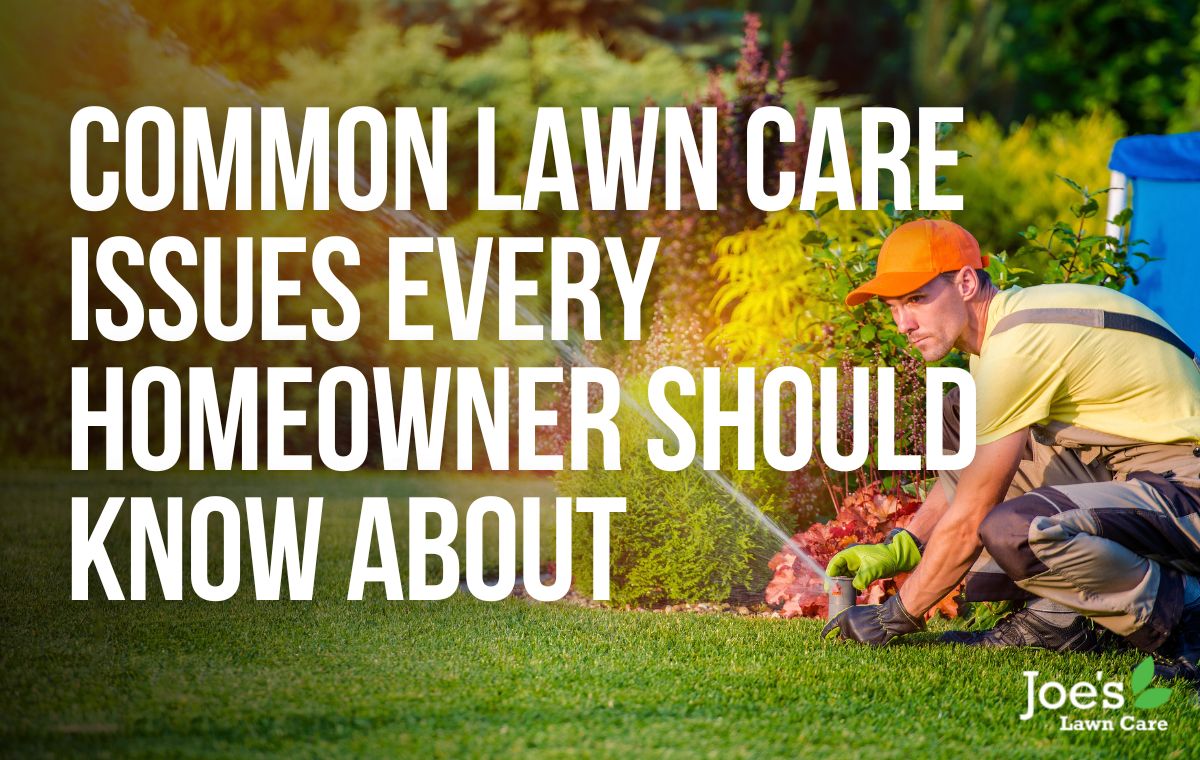 Common Lawn Care Issues - blog post