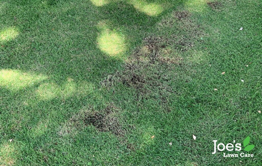 Everything You Need To Know About Sooty Mould - Joes Lawn Care