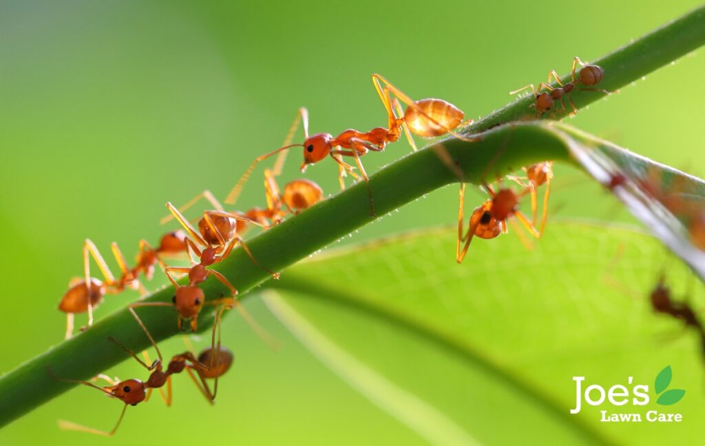 Red Ants - JoesLawnCare