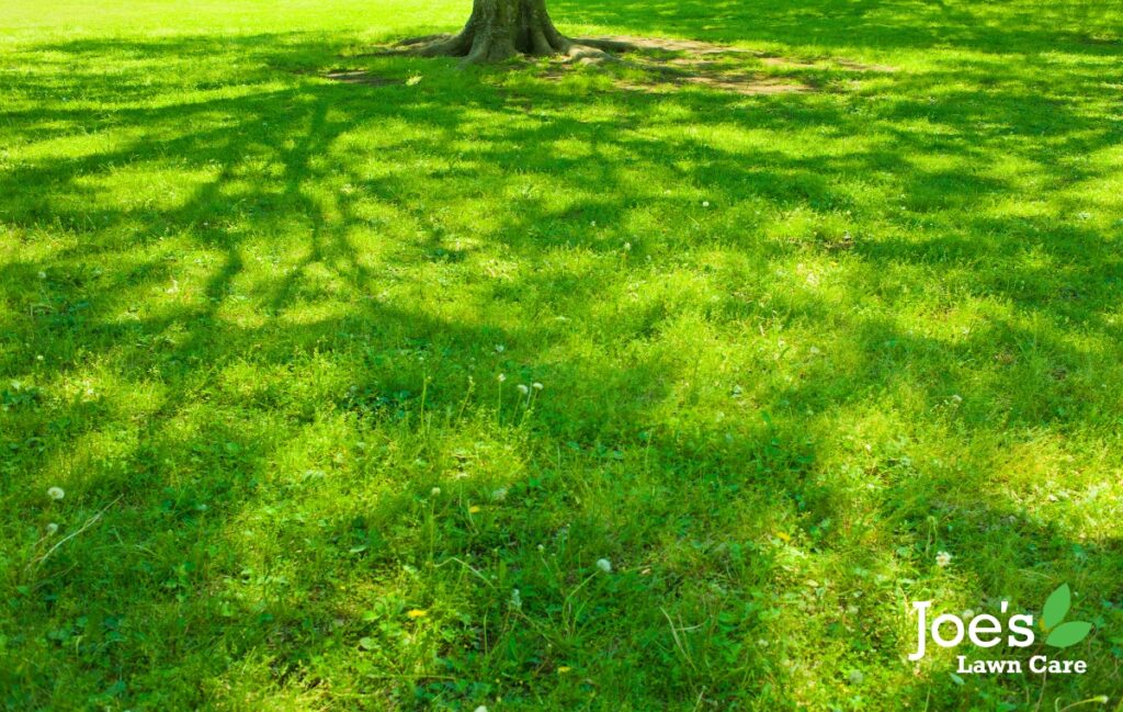 Looking After Your Lawn During a Heatwave - Joe's Lawn Care - Blog