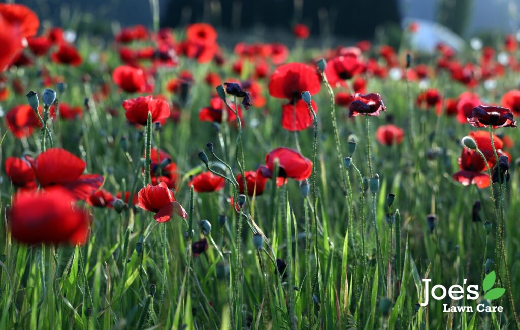 A no nonsense way to get rid of poppies - joeslawncare - blog