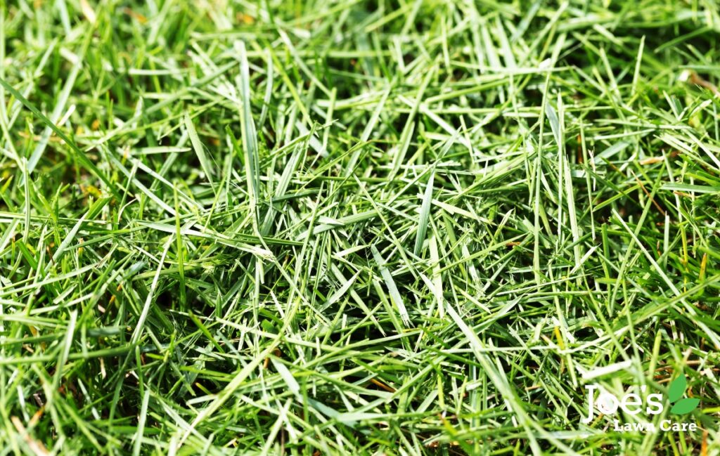 Looking After A Lawn During a heatwave - joeslawncare - blog