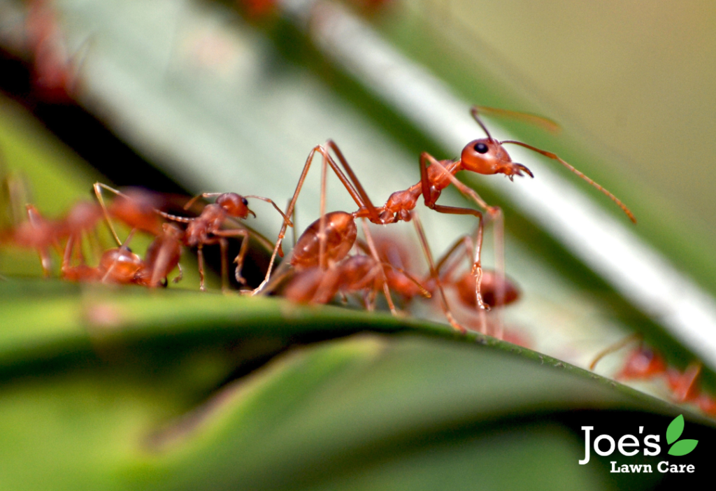 8 Lawn Pests and Diseases To Look Out For This Summer - Joe's Lawn Care