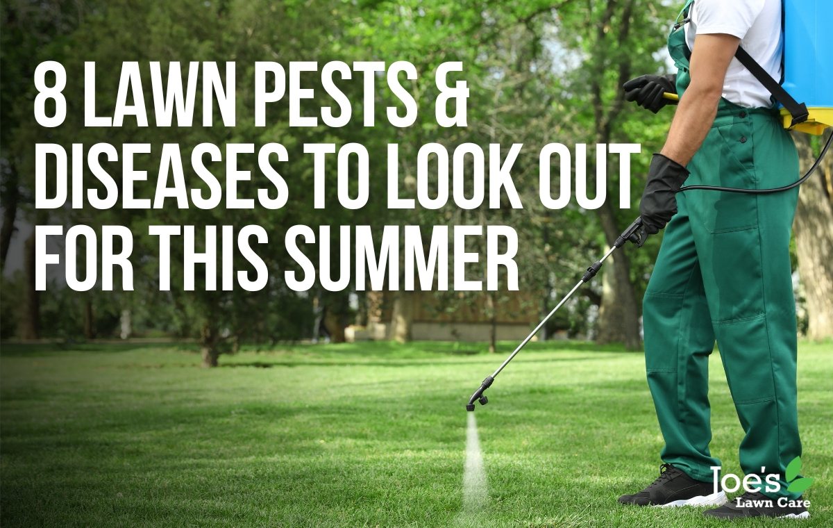 8 Lawn Pests and Diseases To Look Out For This Summer - Joe's Lawn Care - Joe's Diary