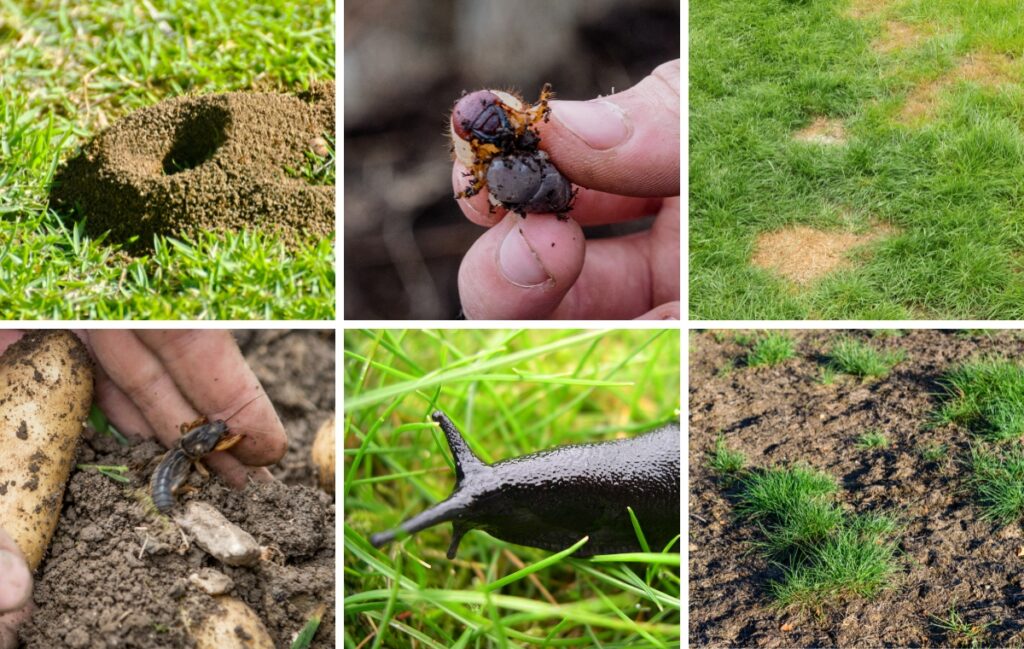 8 Lawn Pests and Diseases To Look Out For This Summer - Joe's Lawn Care