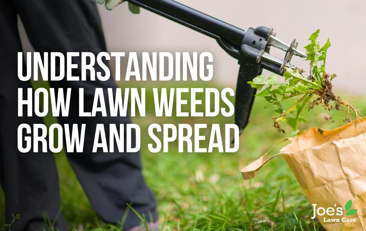 Understanding How Lawn Weeds Grow And Spread Joe s Lawn Care