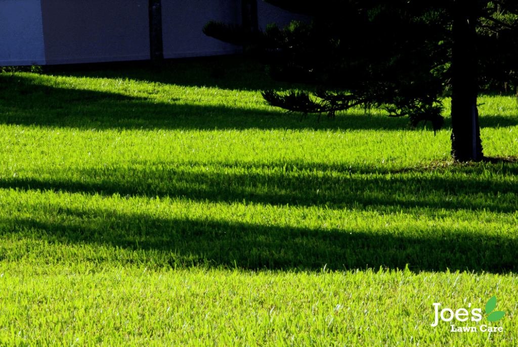 Mastering the Art of Lawn Care in Shady Areas- Joe's Lawn Care