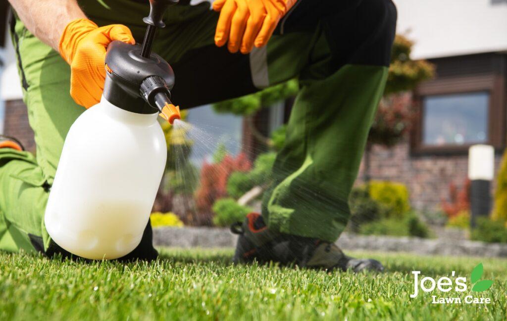 Understanding How Lawn Weeds Grow and Spread - Joe's Lawn Care