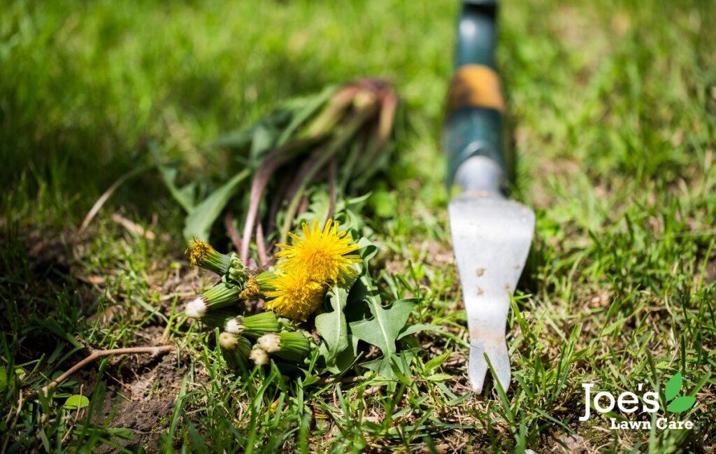 Understanding How Lawn Weeds Grow And Spread Joe s Lawn Care