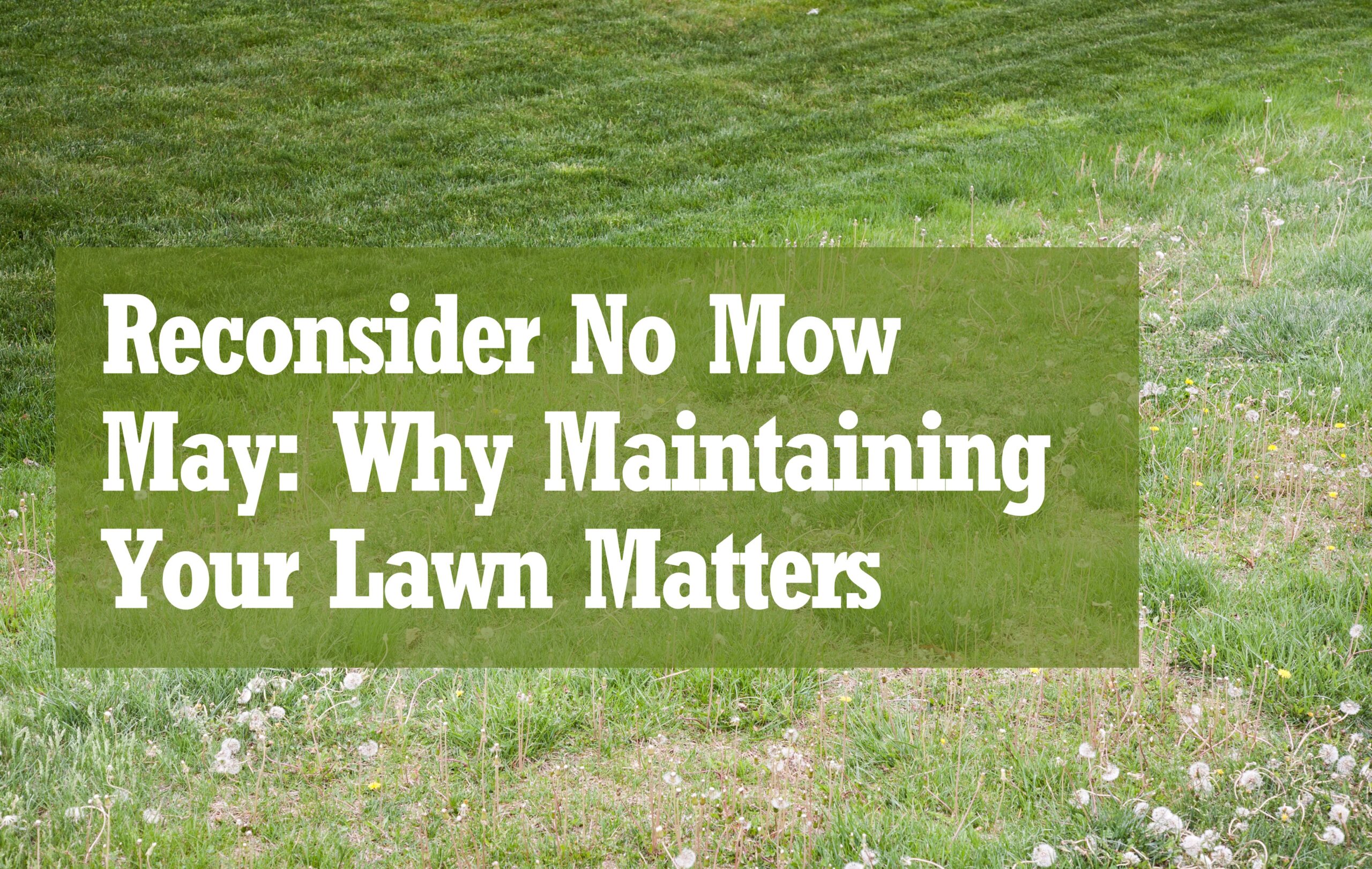 Reconsider No Mow May Why Maintaining Your Lawn Matters