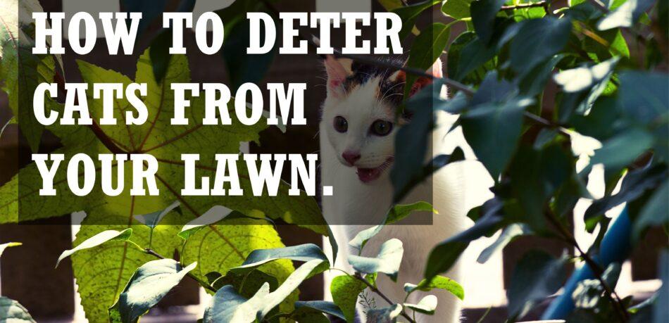 how to deter cats from your lawn