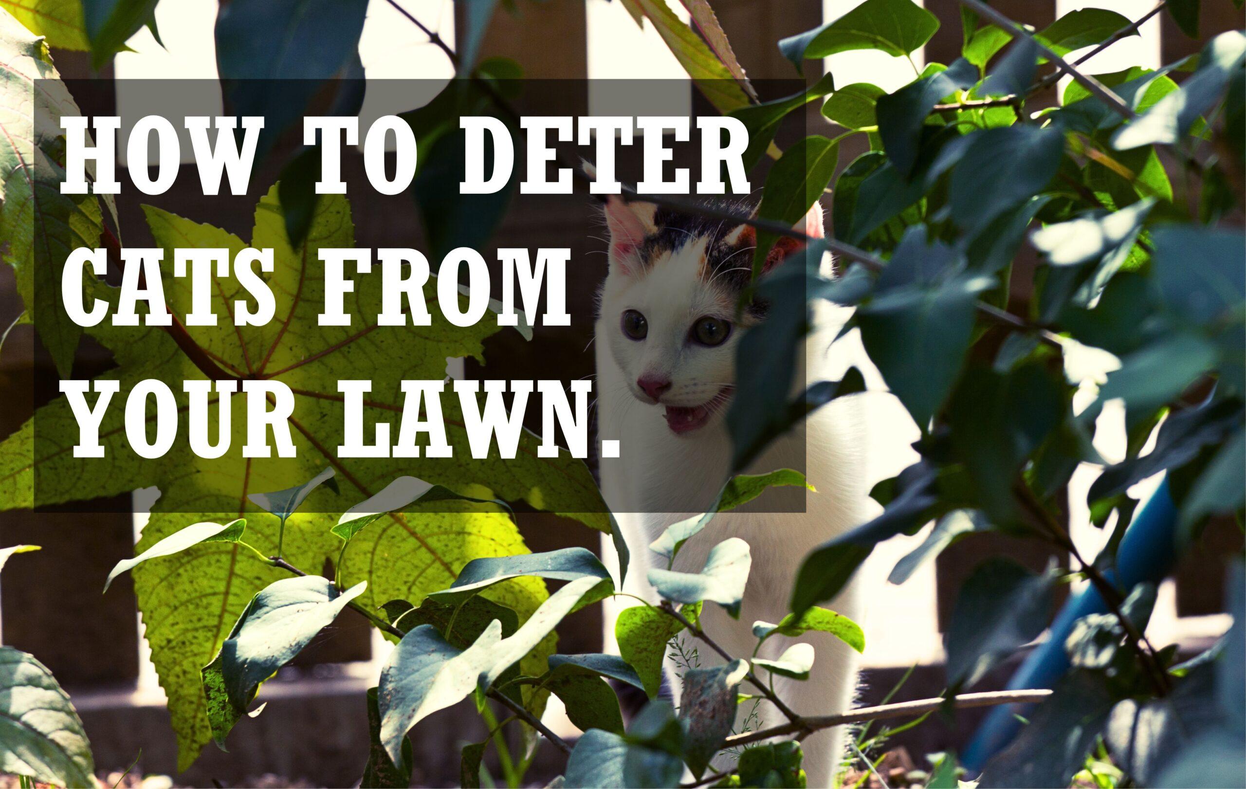 how to deter cats from your lawn