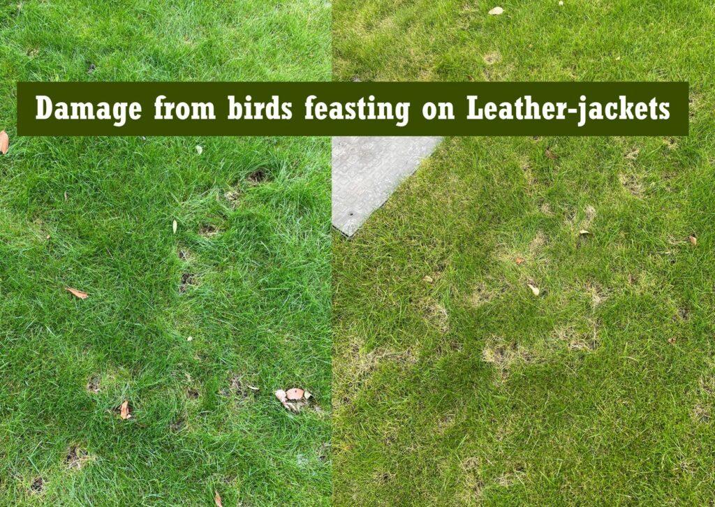 daddy long leg larvae (leatherjackets) lawn damage - from birds feasting